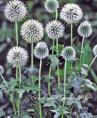 るり玉あざみ エキノプス『スターフロスト』 植え込み用苗 | すべての