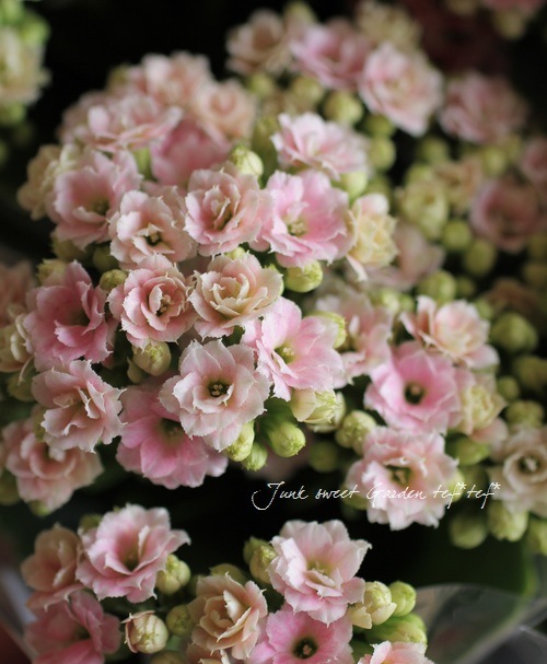 Kalanchoe Queen®*<BR>*RoseFlowers® ”Clara”<BR><BR>Qween