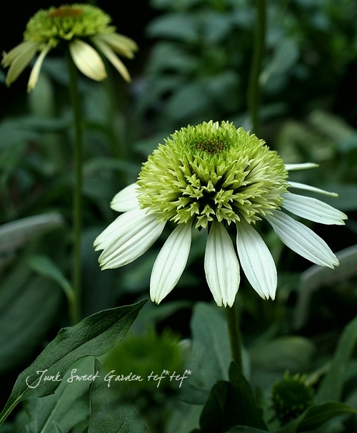 八重咲きエキナセア 『ココナッツライム』 | すべての商品 | | Junk