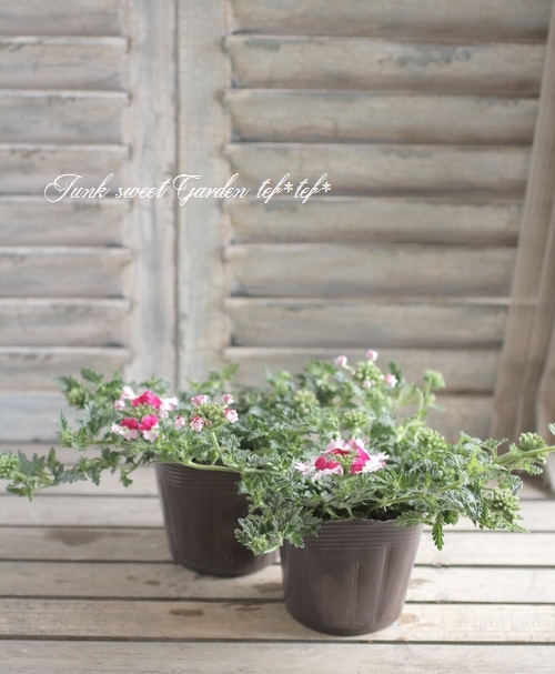 <i>Verbena spp. </i><BR><BR>���ܷϥС��٥ʡ���ʥ�<BR>�إĥ���������