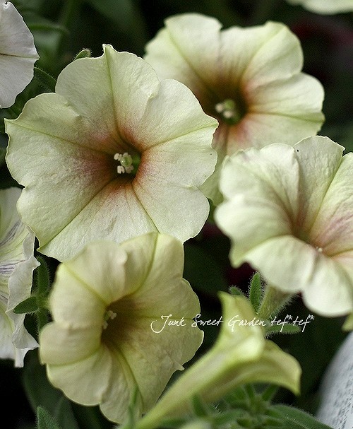 <i>Petunia x hybrida</i><BR><BR>īҥޥ󡦥ڥ˥<BR>إѥ