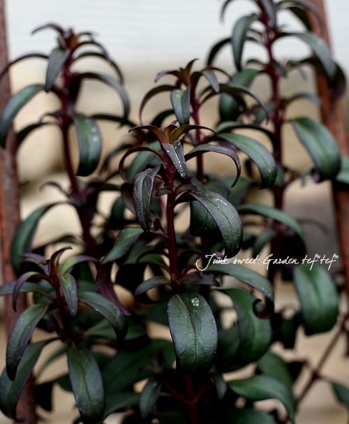 <i>Antirrhinum majus nanum<BR>'Bronze doragon'</i><BR><BR>���ե��󥮥祽��<BR>�إ֥�å��ץ�󥹡�<BR>�������磻���åɿ�