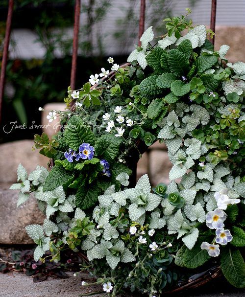 <i>Lamium maculatum</i><BR><BR>��ߥ���<BR>��������