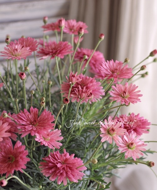 Argyranthemum frutescens<BR><BR>�ޡ�����åȡ����ޡ�����<BR>�إǥ����ץ�������