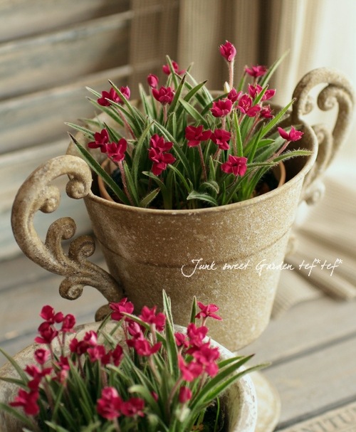 春幸 八重咲きアッツ桜 ・ロドヒポキシス 『ルビーの輝き』 | すべての商品