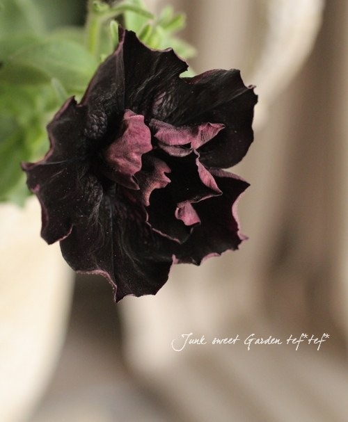 �ڲ�˧���ꥸ�ʥ�� Ȭ�ź餭�ڥ���˥�������ꥨ�åȡ��إ֥�å���