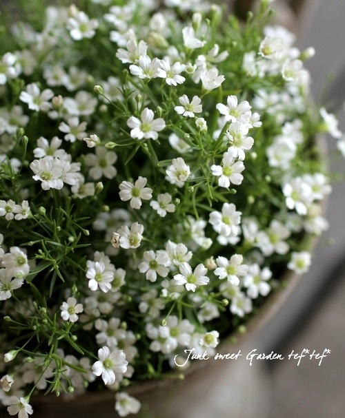 かすみ草 花 苗 春 宿根草 ジプシー ホワイト ジプソフィラ カスミソウ 1株 多年草 菜園くらぶ 店ジプソフィラ かすみ草 種 ジプシー ホワイト マルチペレット1000粒 ジプソフィラ かすみ草の種 Zahnarzt Franz De