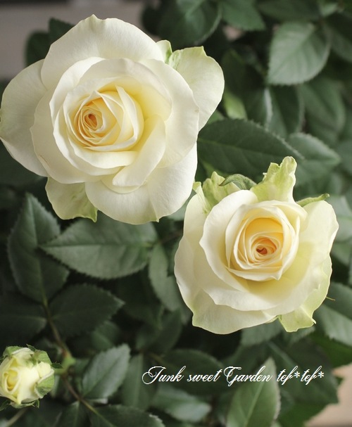 �ߥ˥Х顡�إѡ��륳����ʡ�