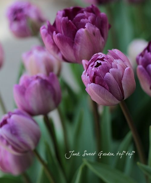 冷蔵チューリップ・約5球植え 大人色！八重咲き 『ブルーダイヤモンド