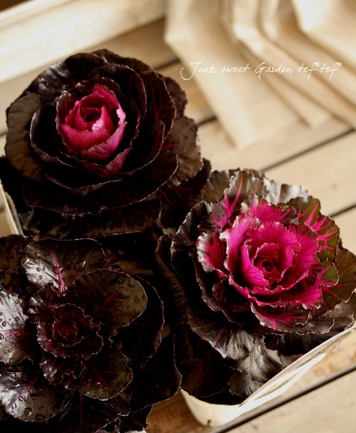 新品　pot and tea コート　花柄　ブラック 新品 pot and tea コート 花柄 ブラック