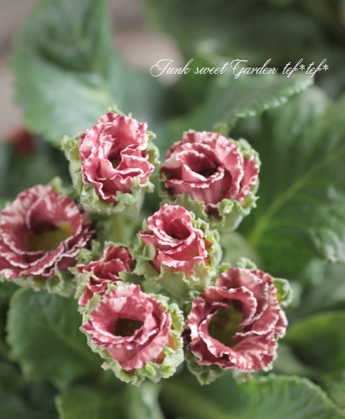 ���祳�졼�ȿ��Υץ��顦����ꥢ�� �إ��祳���