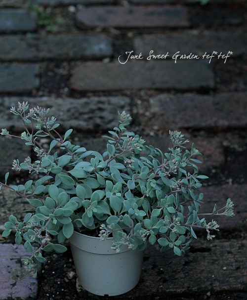 ¿ʪ ⤳⤳İإҥߥХ