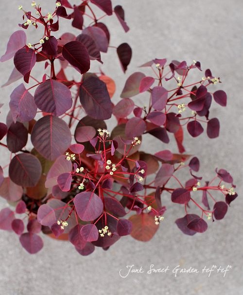 �桼�ե���ӥ����إ��祳�꡼�ա١��ݤߤΤ��������բ�