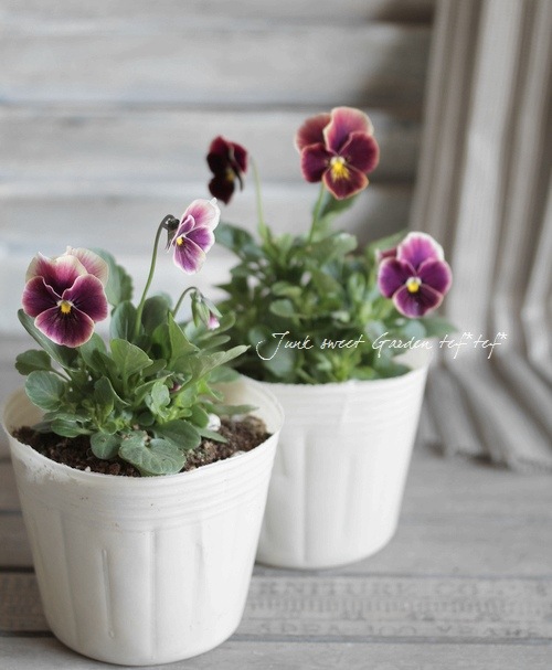 i>Viola×wittrockiana </i><BR><BR>ビオラ・エンジェル<BR>『ローズ