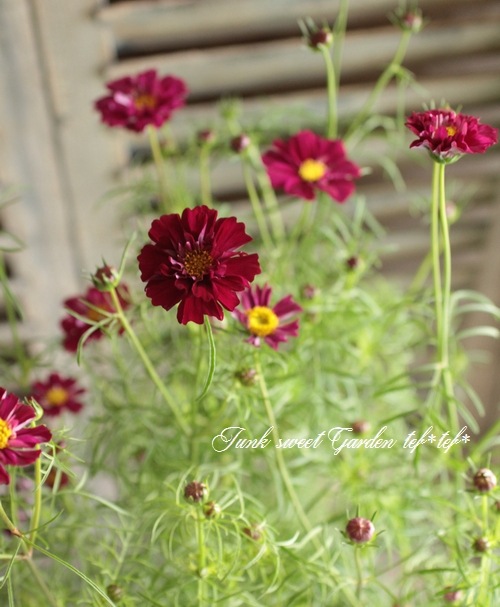 【コスモス】 2025.10 📍上場高原〜コスモス〜 （鹿児島県出水市上大川内