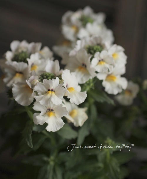 �ɺ��ͥ᥷��������ץ쥷�����إۥ磻�ȡ�