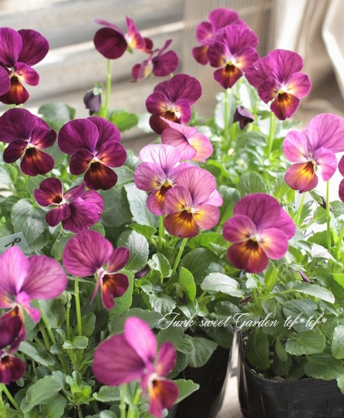 Viola　ビオラ No.7S/7W ビオラ | suzukiviolin