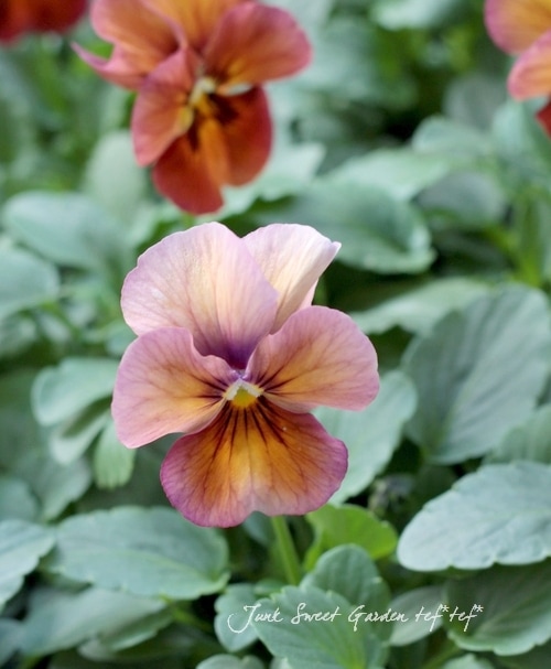 <i>Viola��wittrockiana</i><BR><BR>���إѥ󥸡����ʥ���쥷�꡼��<BR>�إޥ�٥꡼��