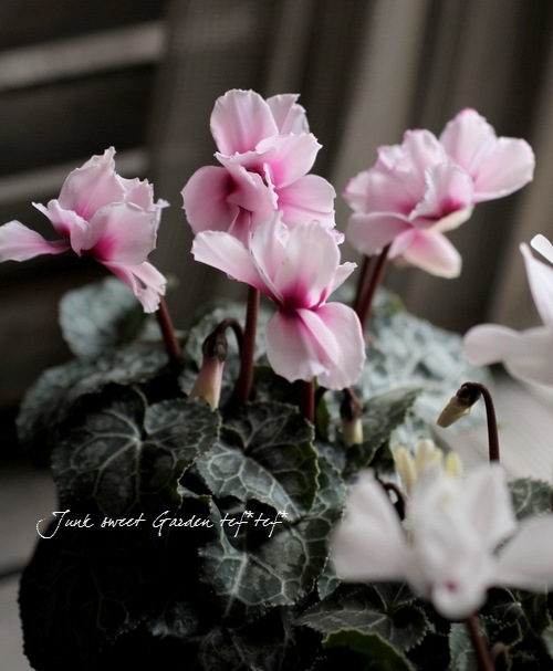 シクラメン 園芸ネット本店｜シクラメン：イリュージア ピンクラテ3号ロングポット