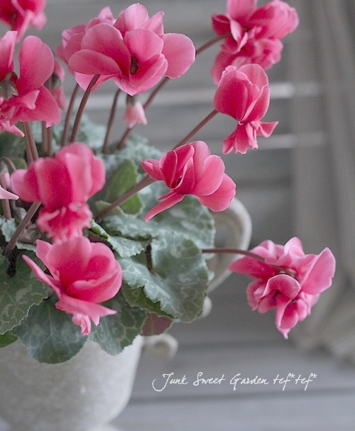 i>Cyclamen persicum</i><BR><BR>八重咲きシクラメン<BR>しだれ咲き