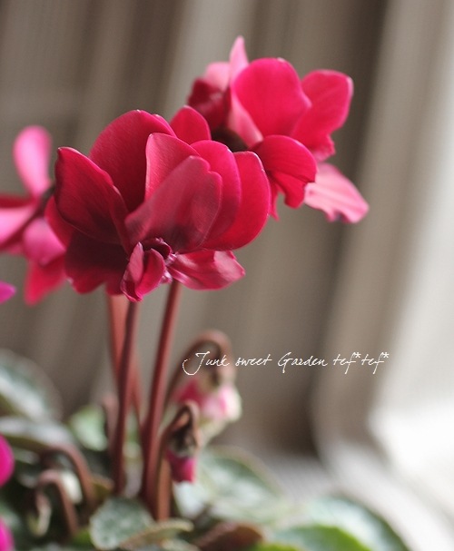 花「暗闇の一輪・・・シクラメン」 シクラメン イッセイ リップ｜WEBカタログ｜未来アグリス株式会社|未来