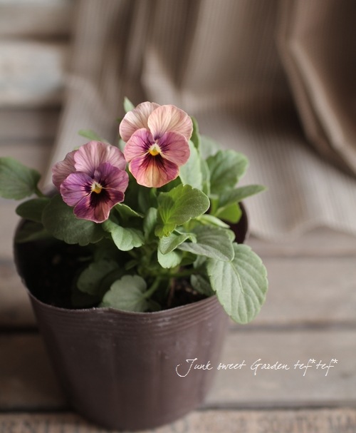 i>Viola×wittrockiana </i><BR><BR>ビオラ<BR>アンティークピンク<BR