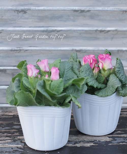 プレミアム・バラ咲き品種！ プリムラ・ジュリアン 『ブライダル