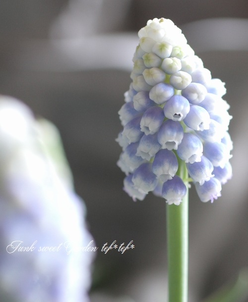 ���ڵ庬��ʪ�ۥॹ���ꡡ�إ��������ޥ��å���