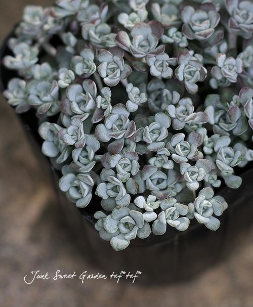 <i>Sedum spathulifolium</i><BR><BR>�⤳�⤳�����֤Τ褦��<BR>�إ����ץ֥�󥳡�