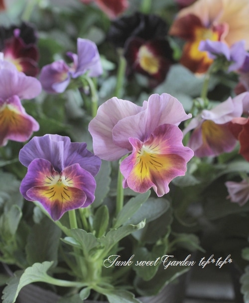 <i>Violawittrockiana </i><BR><BR>ߤȱݤΥӥ<BR>إѥå󥦥֡MIX