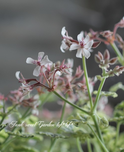 �ʥĥᥰ����˥��ࡡ�إޡ��֥�����