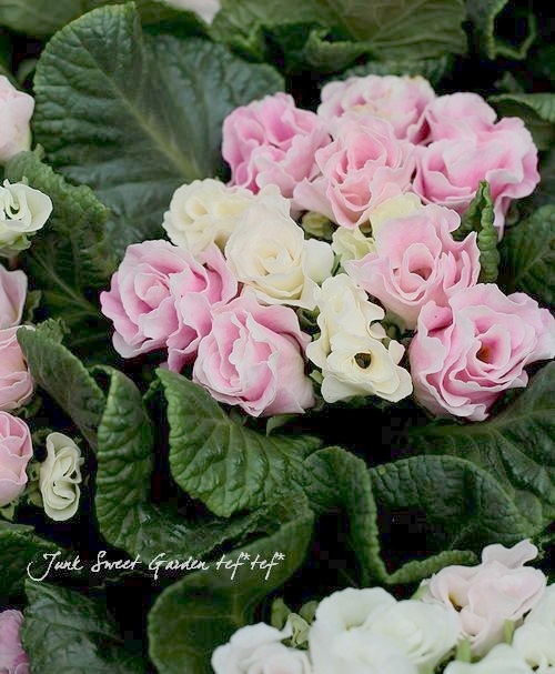 �ץ��顦����ꥢ�󡡡ؤ������Υߥ�ե������