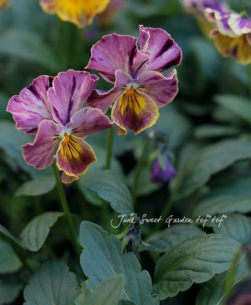 笈川さん育種生産！横浜セレクション 『花まつり』 | すべての商品