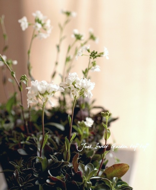 <i>Arabis caucasica</i><BR><BR>�Ѵ������������С�<BR>����ӥ����ץ������ <BR>�إ��꡼���