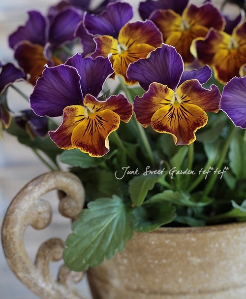 Hanaページ　ストレートプレイ　ブルーレイ　12枚 imgrc0074456407.jpg