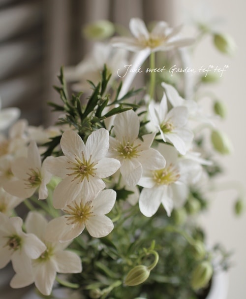 花 mille 000000002938_qvSGzJs.jpg