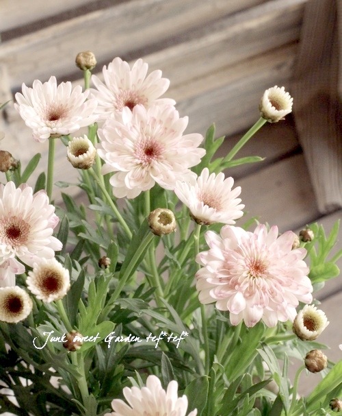 マーガレット 白モモコ Flower Species Junk Sweet Garden Tef Tef マーガレット 白モモコ Flower Species Junk Sweet Garden Tef Tef