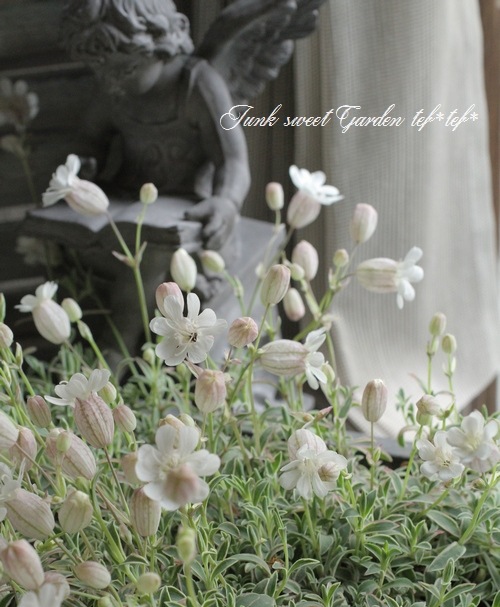 斑入りシレネ ナッキーホワイト すべての商品 Junk Sweet Garden Tef Tef 斑入りシレネ ナッキーホワイト すべての商品 Junk Sweet Garden Tef Tef