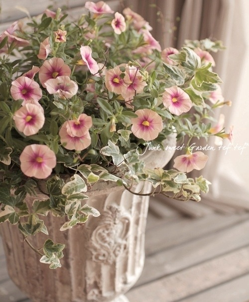Calibrachoa sp.<BR><BR>新色！カリブラコア<BR>セレブレーション<BR