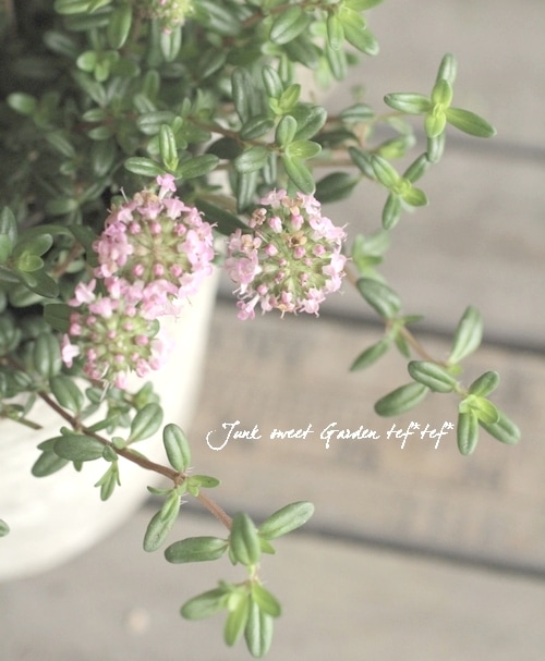 �ڥϡ��֡� ���١����說�꡼�ԥ󥰥����ࡡ�إ��󥮥����ꥹ��