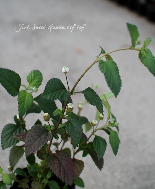 ڥϡ֡ åԥإȥᥭϡ֡