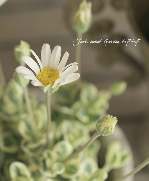 ��֥֥롼�ǡ��������إڥ�������