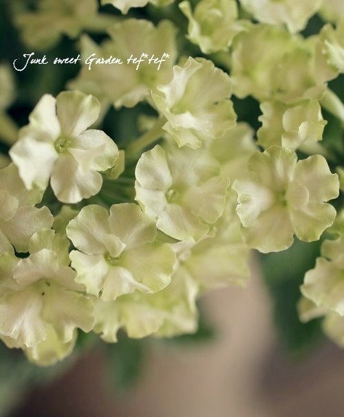 ��߷������Ρ��ɺ����ؤǲֿ���¿����<BR>���ܷϥС��٥ʡ���ʥ�<BR>�إ饤�॰�꡼���3.5����