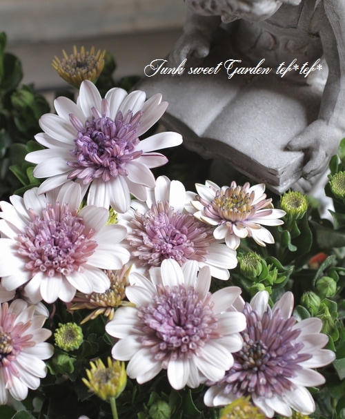 八重咲きオステオスペルマム『ダブルホワイト』 | すべての商品