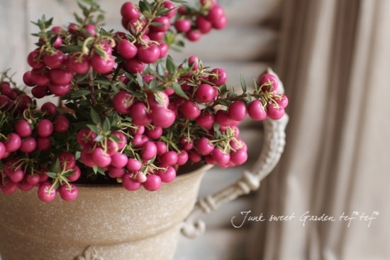 �ڥ�ͥåƥ������ϥåԡ��٥꡼/�ǥ��٥꡼���إ�åɡ�