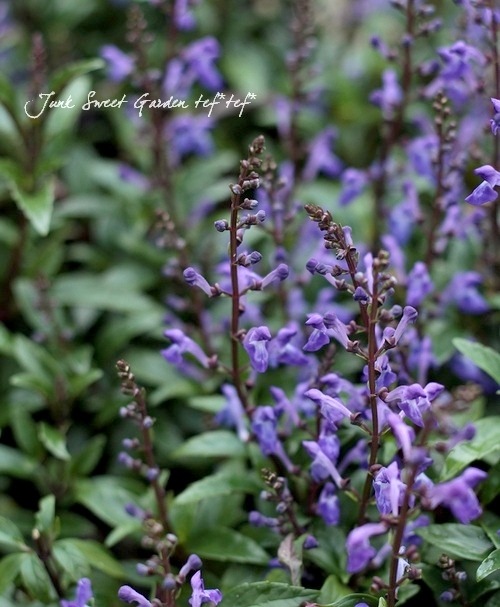 �����ƥ�ꥢ �إ֥롼�ե����䡼�� ����OK��