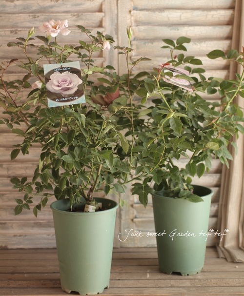 バラ苗 大苗 イングリッシュローズ シャリファアスマ 接木苗 廃盤 強香 蕾付き バラ苗 大苗 イングリッシュローズ シャリファアスマ 接木苗 廃盤 強香