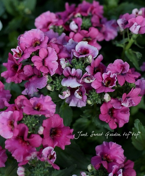 ɺͥ᥷ץ쥷إ饺٥꡼