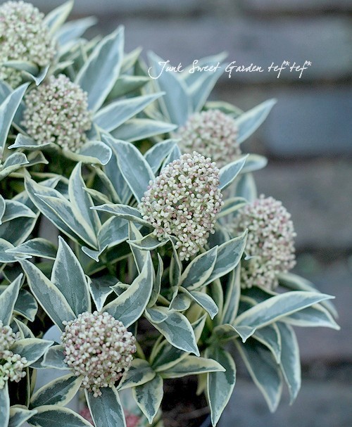 ����������5.5����ȭ��<BR>�Ѵ�����������<BR>�����ߥ��إޥ��å��ޥ������