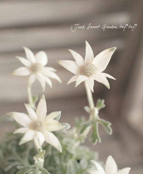 フランネルフラワー エンジェルスター 四季咲き性強 すべての商品 Junk Sweet Garden Tef Tef